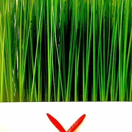 Casaglo * Senigallia