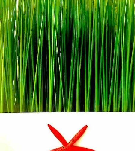 Casaglo * Senigallia